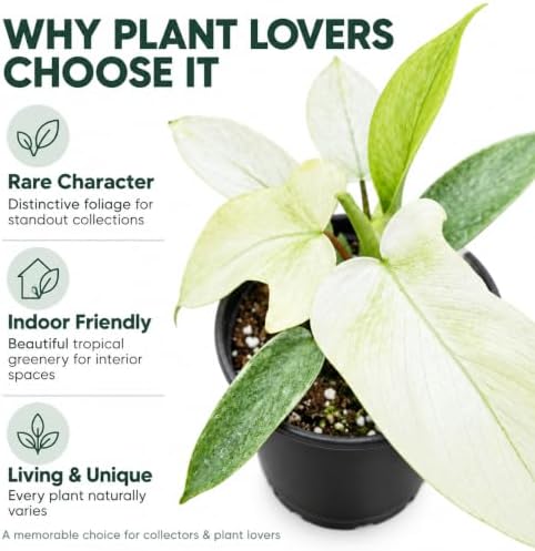Philodendron Florida Ghost Live Plant - Rare Indoor Foliage House Plant - Image 6