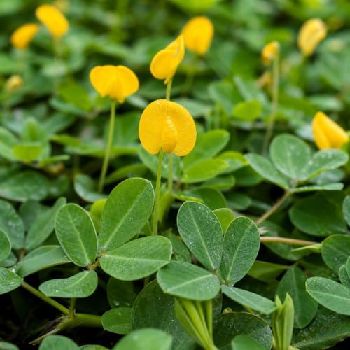 Ornamental Peanut Grass | 60 Live Fully Rooted Plants | Arachis Glabrata | Low Maintenance Drought Tolerant Groundcover, Yellow Flowers, Lawn Alternative - Image 3