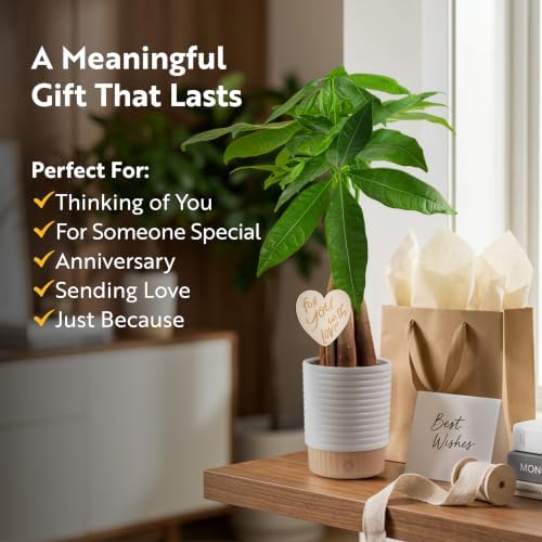 Costa Farms Money Tree, Live Indoor Plant, for Gifting, 16 in. Tall - Image 5