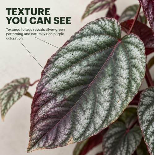 Cissus Discolor Live Plant - Rare Rex Begonia Vine Starter - Image 2