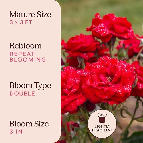 Heirloom Floribunda Roses, Live Own Root Plant, Oh My!™ - Image 6