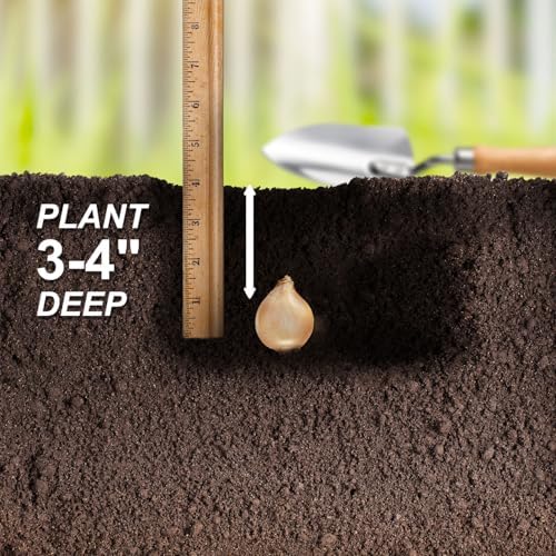 Garden State Bulb White Single Snowdrops Galanthus Flower Bulbs, 7/+cm, Fall Planting (Bag of 50) - Image 6