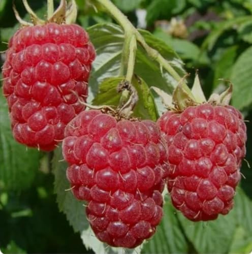 Raspberry Shortcake (Dwarf, Thornless Raspberry) 1 Live Plant in Pot - Image 3