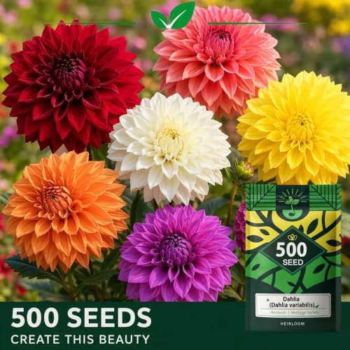 Dahlia Seeds for Planting, Garden Seeds 500ct, Vibrant Mixed Colors Flower - Image 5