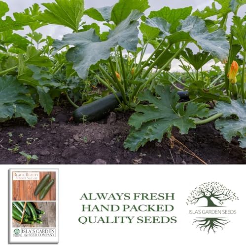 Black Beauty Zucchini Seeds (Cucurbita Pepo) – 25+ Non-GMO & Heirloom Seeds by Isla’s Garden Seeds, Classic Dark-Green Summer Squash Variety w/Tender Flesh & Mild Flavor, Fast-Growing, High-Yielding - Image 4