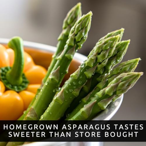 Millennium Asparagus Crowns 12 Pack | 2 Year Bare Root Live Plants | High Yield Cold Hardy Perennial Vegetable Roots | Premium Green Asparagus Garden Starter Crowns - Image 2
