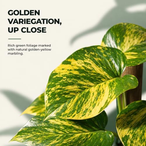 Golden Hawaiian Pothos Totem Pole, 8 Inch Grower Pot, Tall Climbing Plant - Image 3