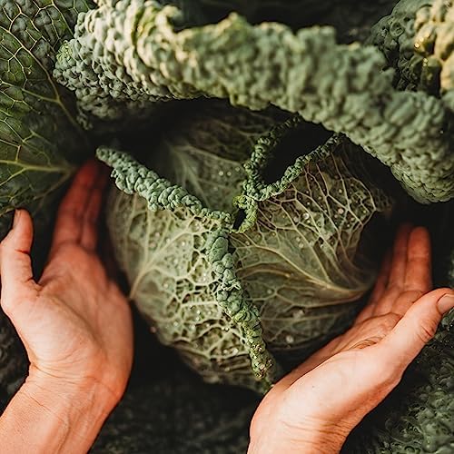 Savoy Perfection Cabbage - 100 Cabbage Seeds for Planting, Thresh Seed Co. - Image 2