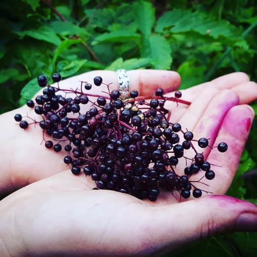 Black Elderberry Bush Live Plant, 6-12" Tall, Quart Pot, Hardy Berry Shrub - Image 2