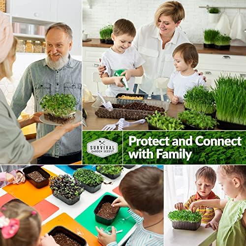 Buckwheat Sprouting Seeds - Survival Garden Seeds (5 Pack) - Image 5