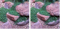Carpet Vine Seeds - 200+ Dichondra Seeds to Grow - Ground Cover Plant (Pack of 2) by CZGrain