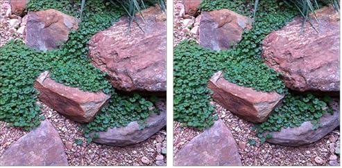 Carpet Vine Seeds - 200+ Dichondra Seeds to Grow - Ground Cover Plant (Pack of 2) by CZGrain