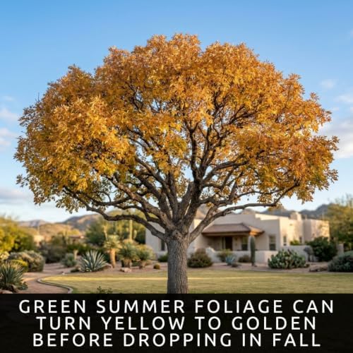 30 Arizona Ash Tree Seeds | Fraxinus Velutina Shade Tree Seeds for Planting - Image 5