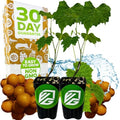 Welder Muscadine Grape Vine (2-Pack) Live Plant by Wellspring Gardens by WellspringGardens