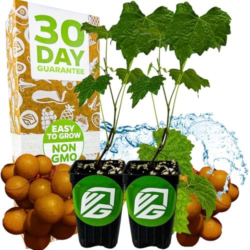 Welder Muscadine Grape Vine (2-Pack) Live Plant by Wellspring Gardens by WellspringGardens