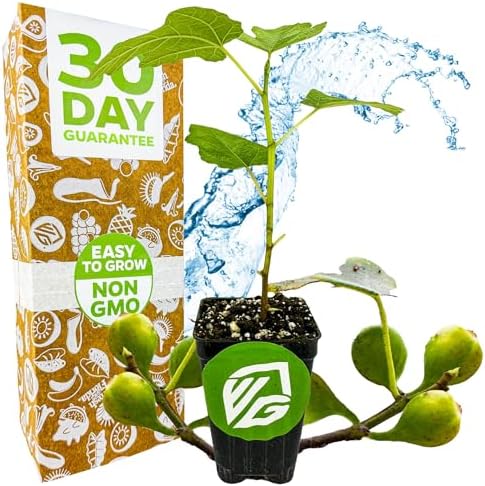 Fignomenal Dwarf Fig Live Plant - Ficus carica - Wellspring Gardens Starter Potted Plant for Indoor and Outdoor Home Decor, Gift Essential for House by WellspringGardens