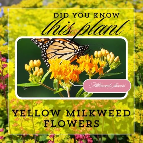 2 Yellow Milkweed Live Plants, Asclepias Tuberosa, 4-6 Inch Tall - Image 2