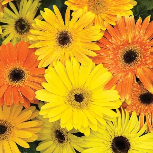 Outsidepride Fire Dark Eye Mix Gerbera Seeds - 20 Pcs Perennial, Compact & Low Maintenance, Flower Seeds for Planting w/Vibrant Mixed Blooms, Ideal for Garden Landscaping & Cut Flower Arrangements by Outsidepride