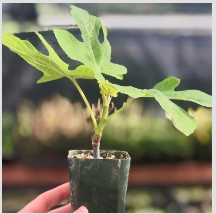 Ficus carica ‘Little Ruby’ Dwarf Fig Tree – Compact Hardy Fig – Sweet Amber Mauve Fruit – Strawberry Pink Center – Great for Containers & Bonsai - Image 2