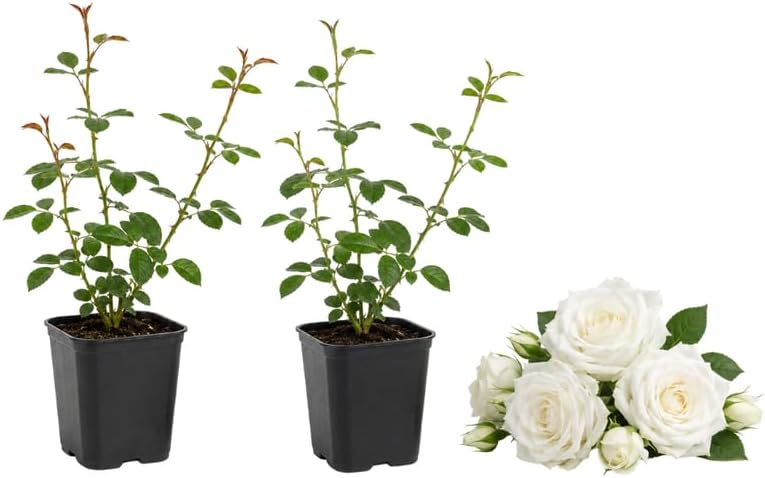 2 White Climbing Roses Live Plants 3-6" Tall, Medium Pot, Fragrant Climbing Rose Bush, Fast Growing, Spectacular Double Blooms for Backyard Fences and Walls by GINGERGLOW