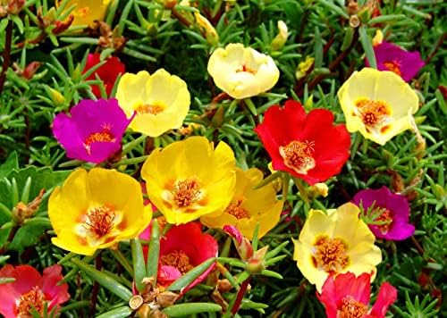Purslane Large Flower Seed Mix Portulaca Grandiflora Seeds for Planting About 1000 Seeds - Image 6