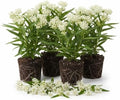 4 White Milkweed Live Plants, Native Flower Plant, 4-9 Inch Tall by UIOTER