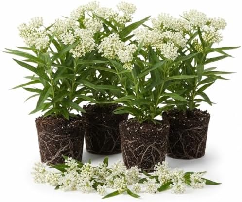 4 White Milkweed Live Plants, Native Flower Plant, 4-9 Inch Tall by UIOTER