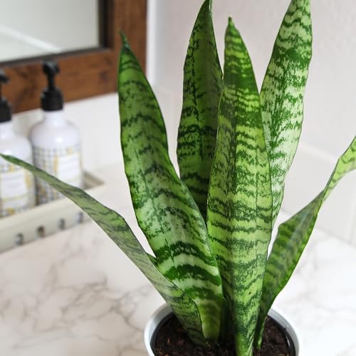 Live Snake Plant in Decorative White Pot, Sansevieria Zeylanica, Indoor House Plant, Mother in Law Tongue Sansevieria Plant Live, Long Succulent Plant, Fully Rooted Houseplant by Plants for Pets - Image 3