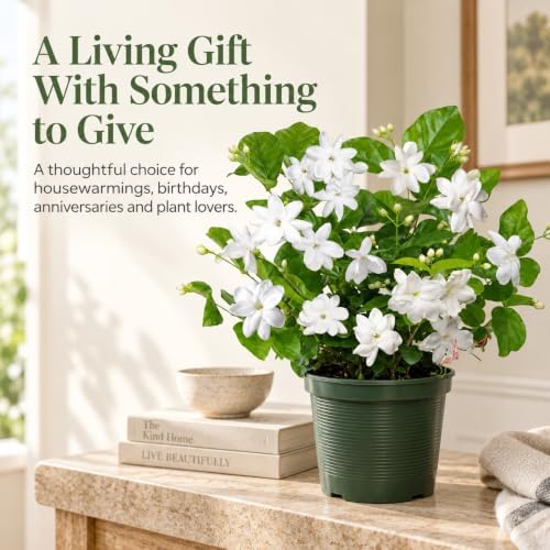 Sambac Arabian Jasmine Live Plant, Rare Fragrant Indoor Outdoor Houseplant - Image 6