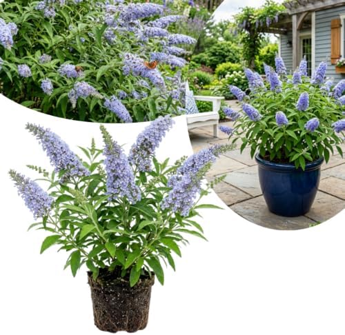Light Blue Butterfly Bush Live Plant, Border Flower Shrub, 4-6 Inch Tall by AKTRD