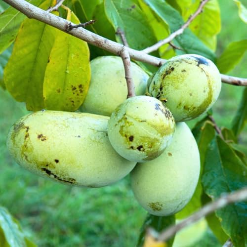2 Pawpaw Live Fruit Trees, Cold Hardy, 6–12" Tall, Potted - Image 2