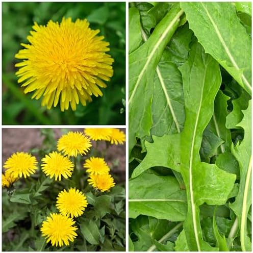 Seed Needs Dandelion Seeds to Plant an Herb Garden - 1 Pack - Image 3