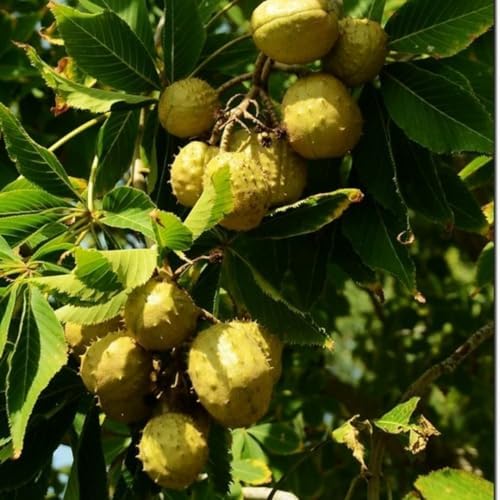 Horse Chestnut Live Tree Plant Dormant, 4-6" Tall - Image 5
