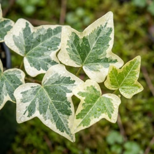 Variegated English Ivy Plant, Climbing Vine Plant, 4-7 Inc Tall, 4 Inc Pot - Image 3