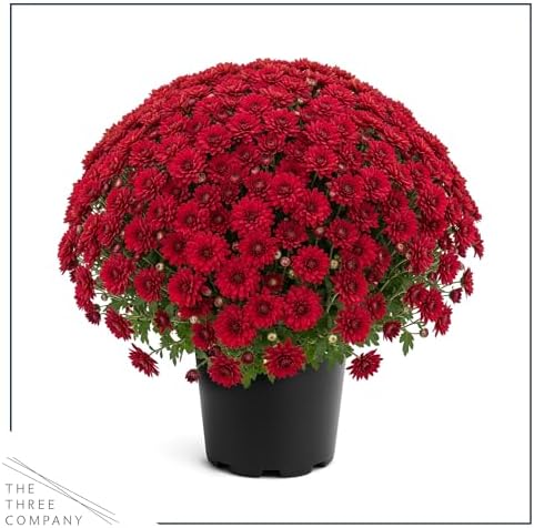 Chrysanthemum - Red Blooms, Live Fall Flowering Perennial, 15" Tall by 12" Wide in 3 Qt Pot - Image 4
