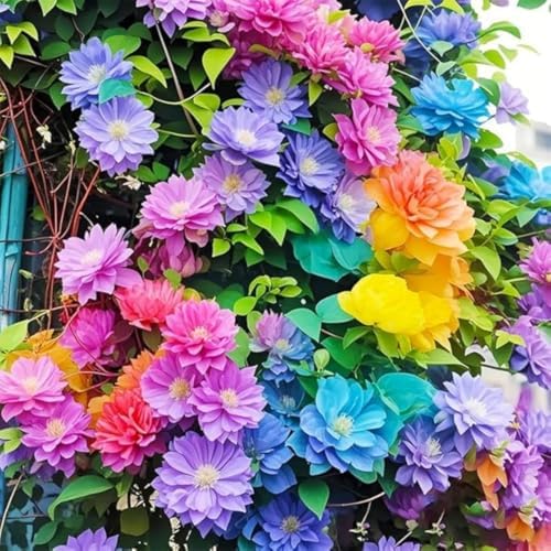 Clematis Seeds, 200 Count, Non-GMO Perennial Climbing Flower Vine for Garden - Image 2