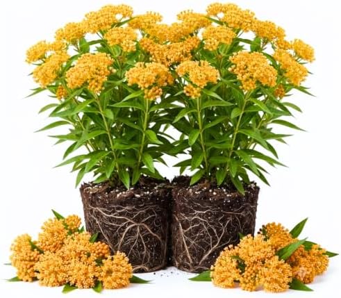 2 Yellow Milkweed Live Plants, Flowering Plant, 4-9 Inch Tall by UIOTER
