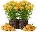 2 Yellow Milkweed Live Plants, Flowering Plant, 4-9 Inch Tall by UIOTER