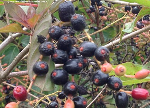 Scarlet Firebush - Hamelia Patens - Live Shrub Plant -Florida Native - Orange Red Flower - 8-10 Inches Tall - 4 Inch Pot - Image 4