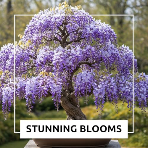 Bonsai Tree Chinese Wisteria Tree Seeds, 10 Pack - Highly Prized Flowering Bonsai, Wisteria sinensis - 10 Seeds to Grow - Image 5