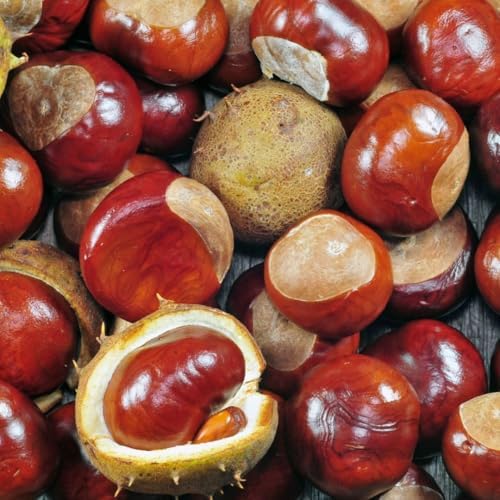 Horse Chestnut Live Tree Plant Dormant, 4-6" Tall - Image 3