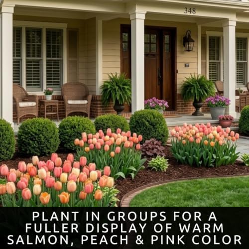 25 Salmon Dynasty Tulip Bulbs | Coral Pink Spring Flowers for Fall Planting - Image 6