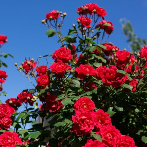 2 Red Climbing Roses Live Plants 3-6" Tall, Medium Pot, Fragrant Climbing Rose Bush, Fast Growing, Spectacular Double Blooms for Backyard Fences and Walls - Image 4