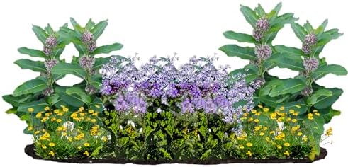 16 Outdoor Native Plants for Full Sun to Support Monarch Butterflies – Includes Common Milkweed, Lanceleaf Coreopsis, Blue Mistflower & Calico Aster – Not Seeds – 4–8” Tall on Arrival – Easy to Grow by MyHomePark