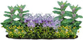 16 Outdoor Native Plants for Full Sun to Support Monarch Butterflies – Includes Common Milkweed, Lanceleaf Coreopsis, Blue Mistflower & Calico Aster – Not Seeds – 4–8” Tall on Arrival – Easy to Grow by MyHomePark