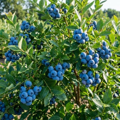 Bright Blueberry Live Plant, Sweet Berry Bush, 1-2 Ft Tall, Gallon Pot - Image 3