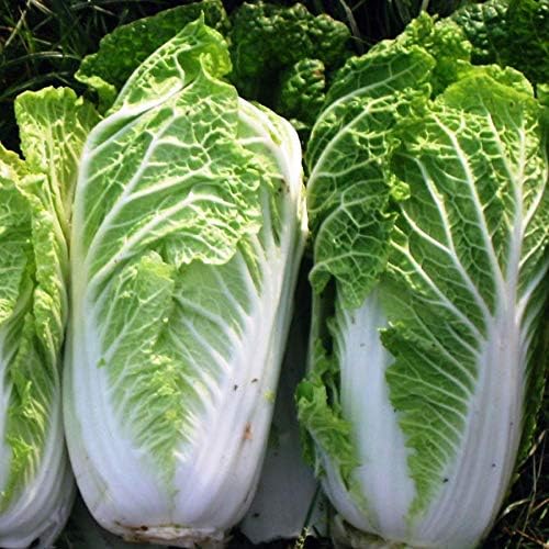 Seeds Vegetable Napa Cabbage Chinese Green - 300 Seeds by NIKA+SEEDS