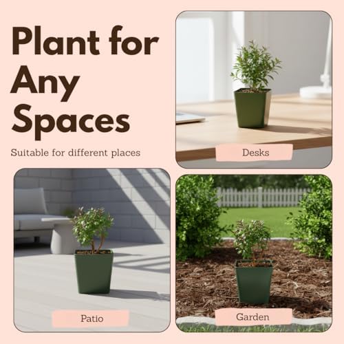 Myrtle Plant Live, Dwarf Myrtus Communis Bonsai Starter, 2-Inch Pot, 5-Pack - Image 5