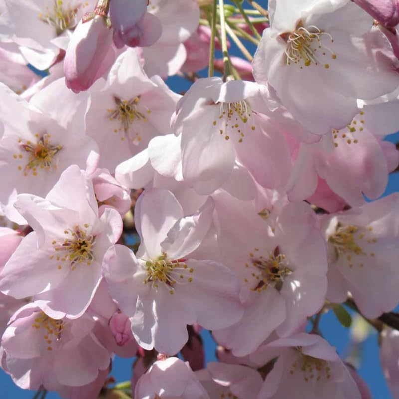 Flowering Cherry Tree Live Plant, Landscape Bloom Tree, 2.5 Inch Pot - Image 2