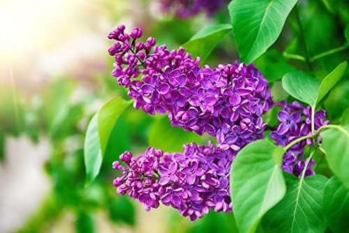 30 Purple Lilac Bonsai Seeds - Grow Stunning Purple Blooming Bonsai Tree - Image 2